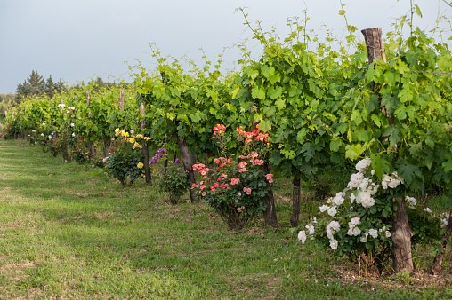 Bushes of roses in the vineyard: an ancient cultivation method for monitoring plant health and prevent the development of pests and diseases.