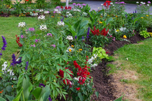 istock flowers in historical german park 974835200