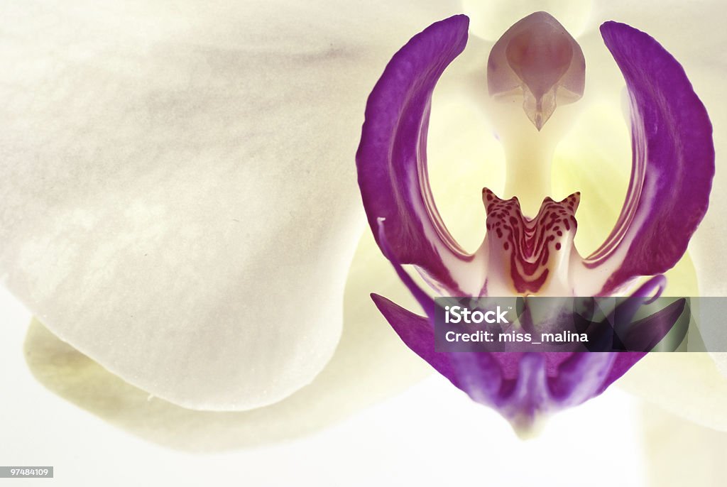 Orquídea Phalaenopsis primer plano - Foto de stock de Abstracto libre de derechos