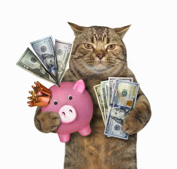 istock Cat with a pink piggy bank 974849856