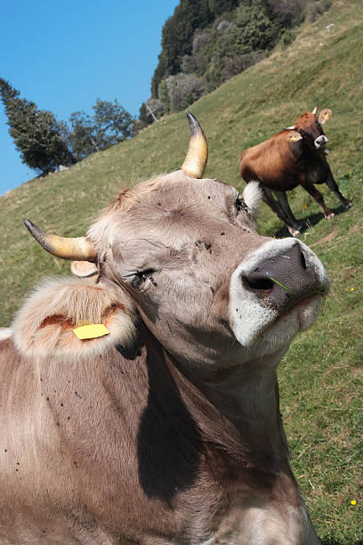 Cows and flies stock photo