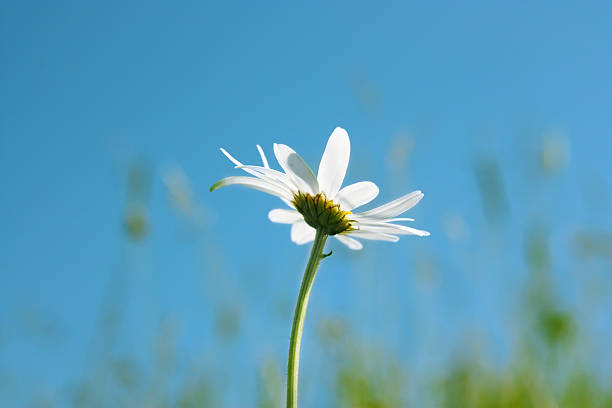 Daisy stock photo