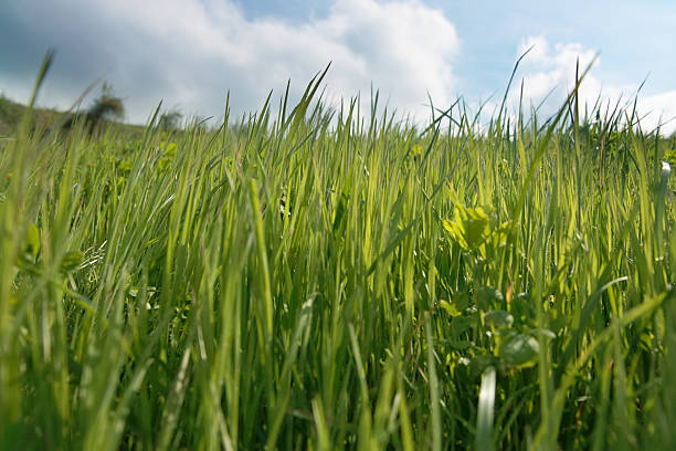 Down the grass stock photo