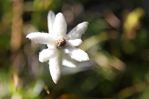 Edelweiss stock photo