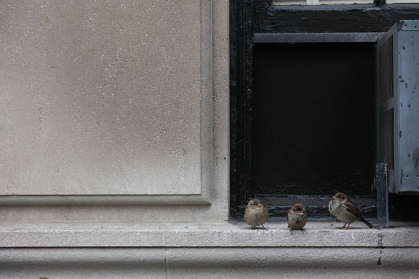 Three birds stock photo