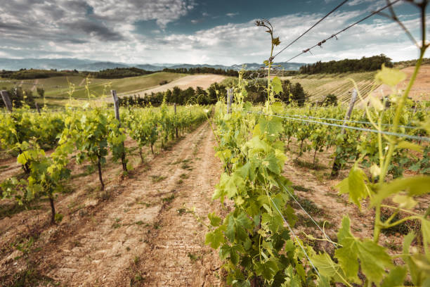 istock vineyard hills in tuscany 974851538