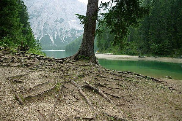 Roots stock photo