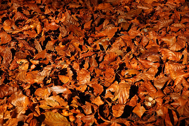 Autumn leaf stock photo