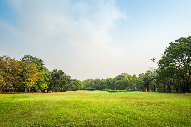 istock Green grass field with tree in Public Park 974852318