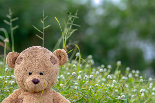Brown Teddy Bear sitting in grass field