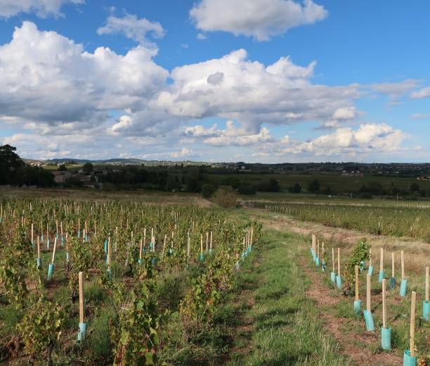 istock Beaujolais wine-growing region 974852668
