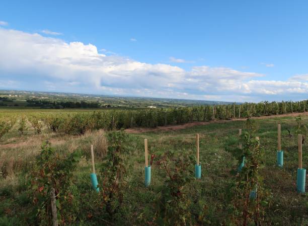istock Beaujolais wine-growing region 974856292