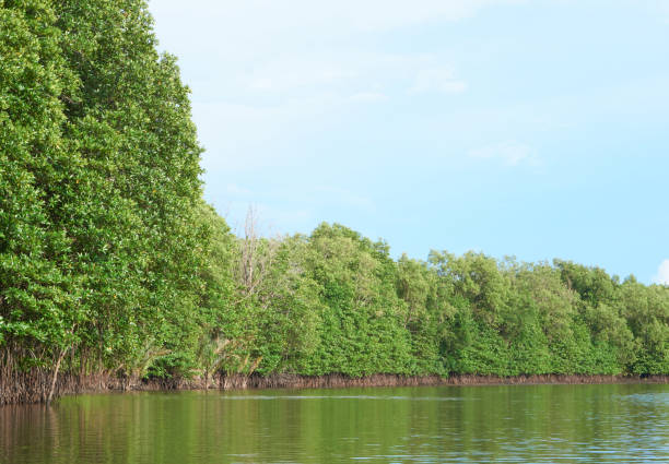 istock angrove forests of Thailand.th 974858808