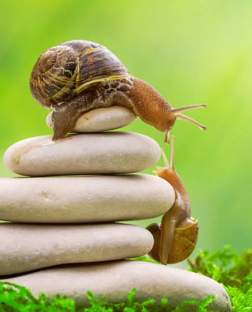 Photo of A snail on the top of a pile of pebbles encourages its partner.