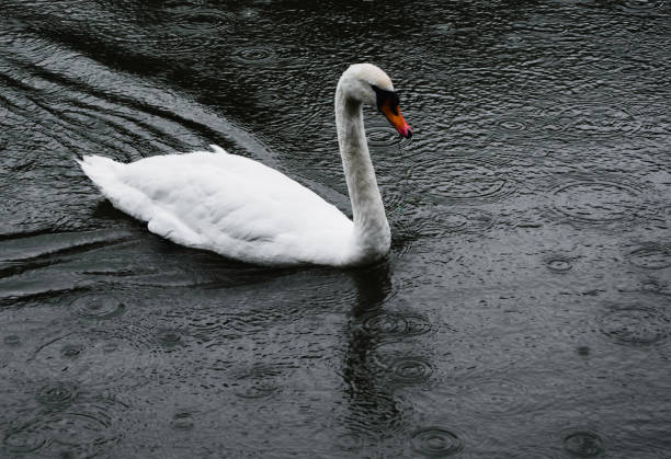 Swan in a lake