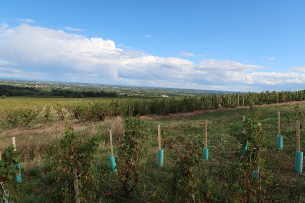 istock Beaujolais wine-growing region 974860008