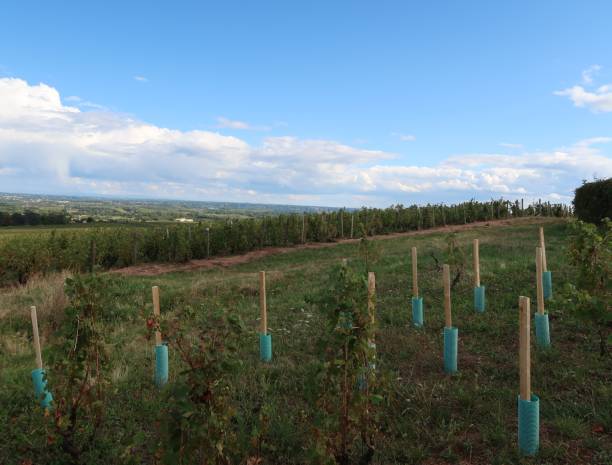 istock Beaujolais wine-growing region 974860102