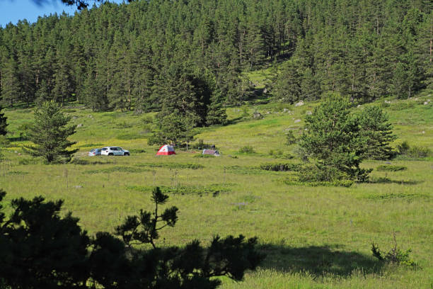 Rest in tents in a pine forest on a sunny day