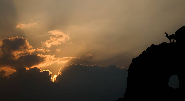 istock Silhouette of a mountain goat at dusk 97486022
