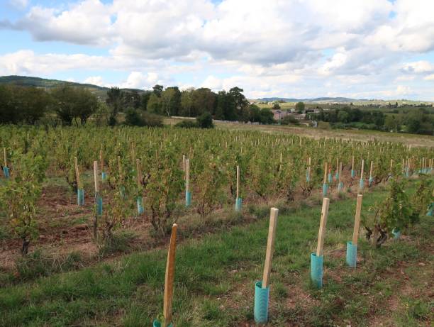 istock Beaujolais wine-growing region 974860742