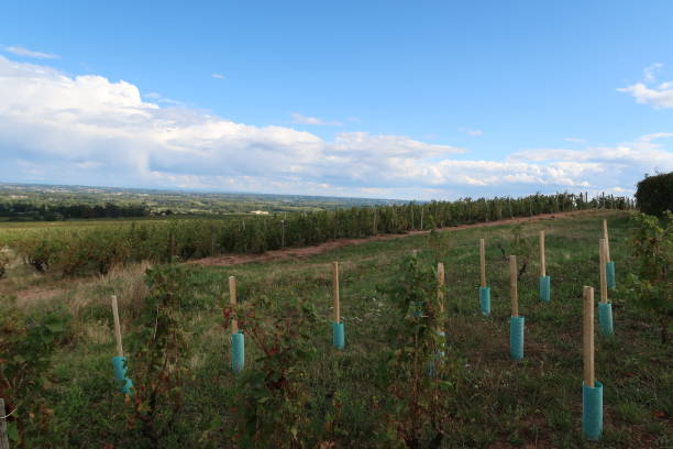 istock Beaujolais wine-growing region 974860968