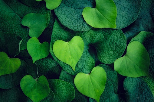 Heart shape of light green leafs against dark green leafs for Love valentine's Day Background.
