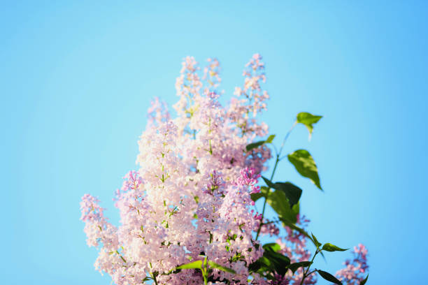 istock Spring branch of blossoming lilac 974866594