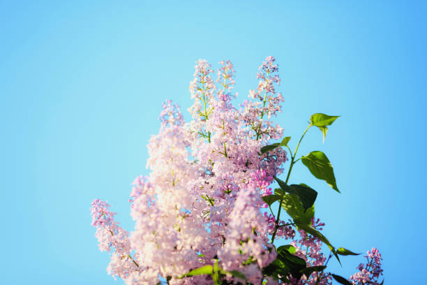 istock Spring branch of blossoming lilac 974867172