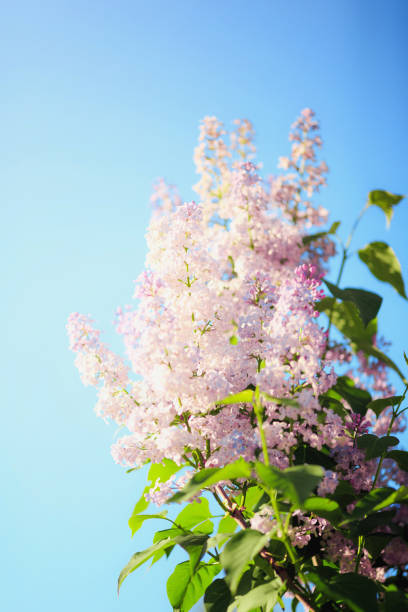 istock Spring branch of blossoming lilac 974868642