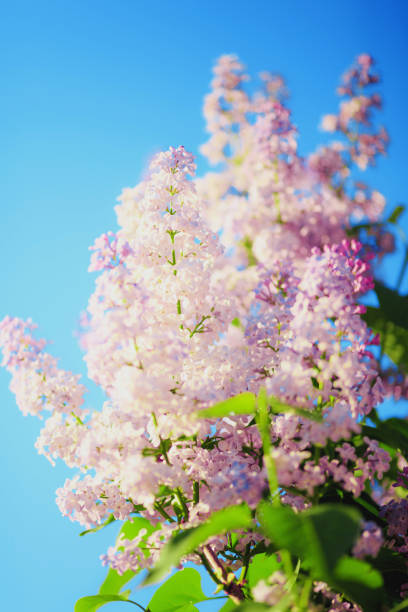 istock Spring branch of blossoming lilac 974868716