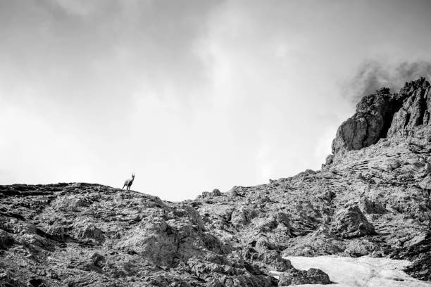 istock the chamois looking us from the top 974870670