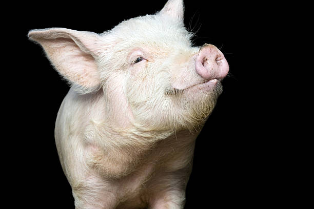 Portrait Of A Cute Pig Stock Photo - Download Image Now - Pig, Black  Background, Domestic Pig - iStock