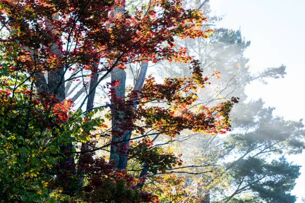 Colourful maple tree in autumn with morning light and mist
