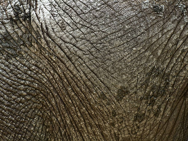 Elephant skin stock photo