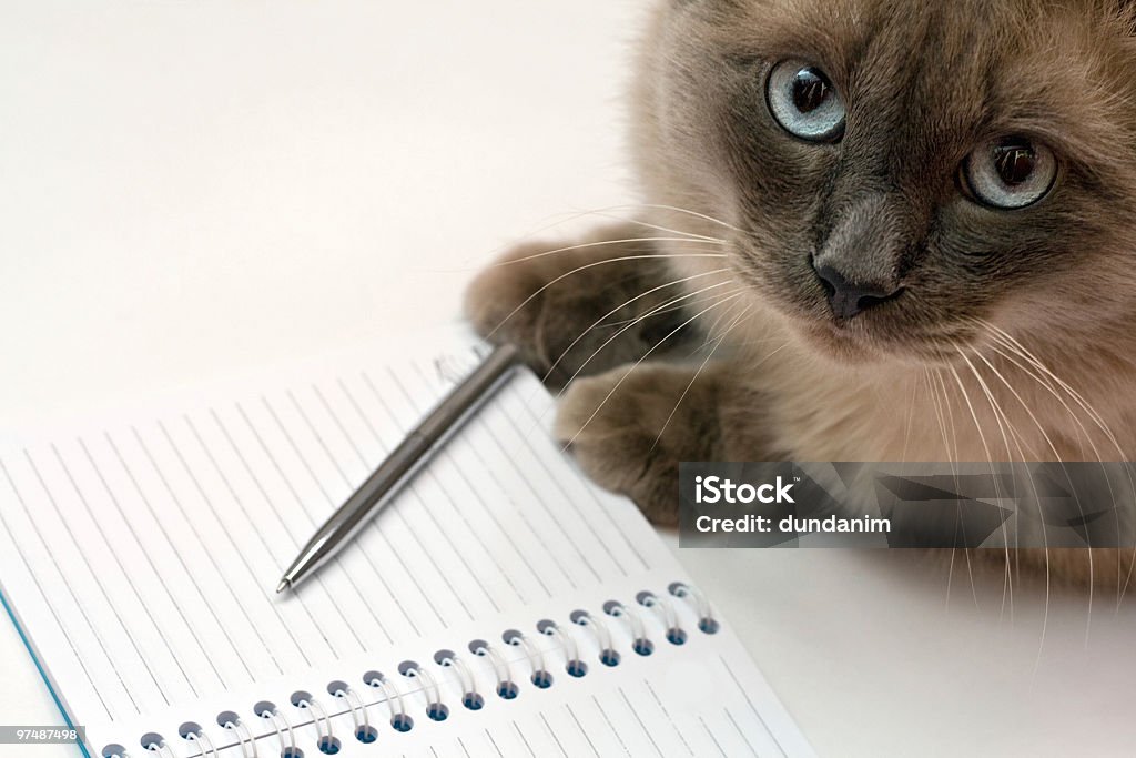 Cat, pen and blank open notepad  Domestic Cat Stock Photo