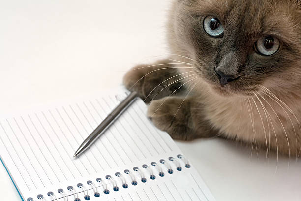 Cat, pen and blank open notepad stock photo