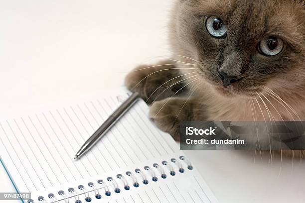 Cat Pen And Blank Open Notepad Stock Photo - Download Image Now - Domestic Cat, Letter - Document, Note Pad