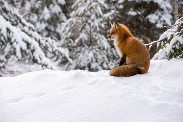 le renard roux (vulpes vulpes) assis dans la neige - renard roux photos et images de collection