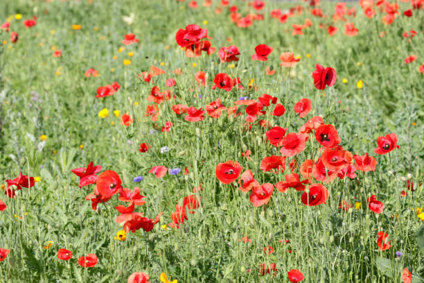 istock Red common corn poppies Papaver rhoeas 974884152