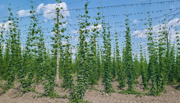 plants: hop yard in early june - usa hop wire stem imagens e fotografias de stock
