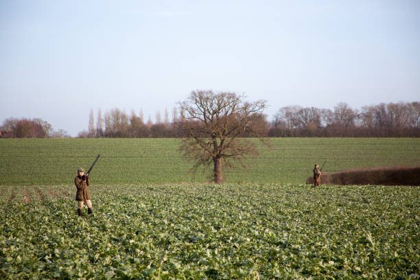 鳥を待っています。 - suffolk east anglia rural scene non urban scene ストックフォトと画像