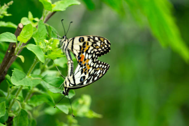 istock Selective focus on wing or special point for Colorful Butterfly mating in the nature. 974891376