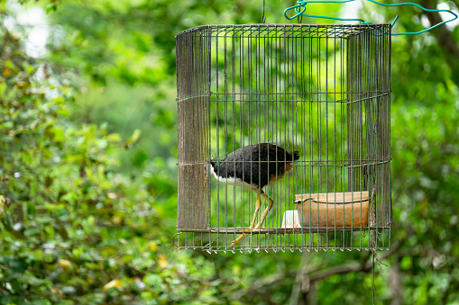 White-breasted waterhen in cage,Bird jungle in indonesia.