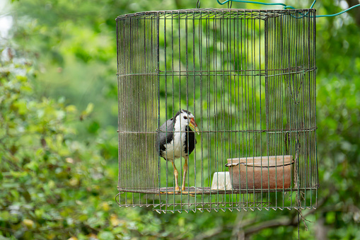 White-breasted waterhen in cage,Bird jungle in indonesia.