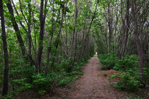 istock narrow road among trees 974895350