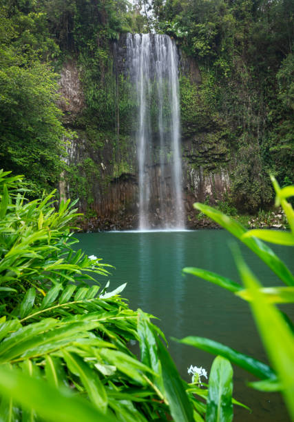 millaa millaa falls, queensland, austrália - tropical rainforest waterfall rainforest australia - fotografias e filmes do acervo