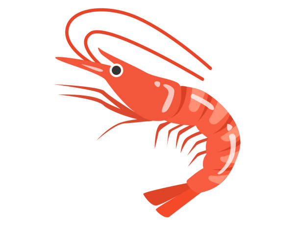 ilustrações de stock, clip art, desenhos animados e ícones de shrimp - shrimp
