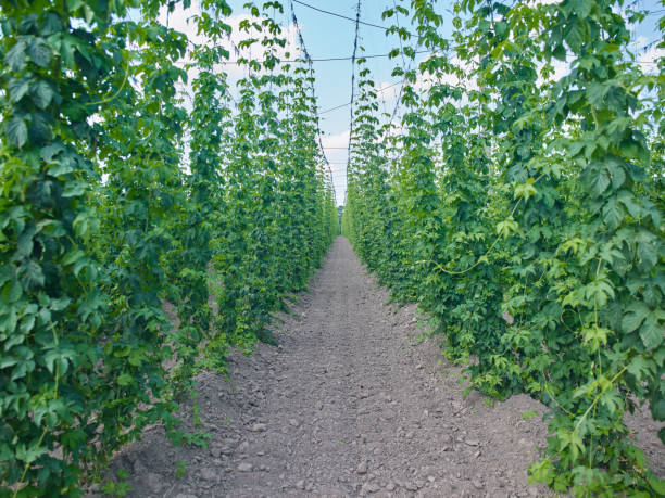 plants: endless row with young bines in a hop yard in early june - usa hop wire stem imagens e fotografias de stock