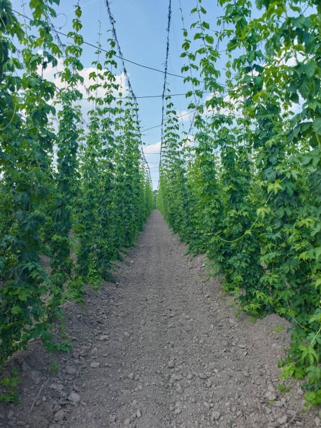 plants: endless row with young bines in a hop yard in early june - usa hop wire stem imagens e fotografias de stock