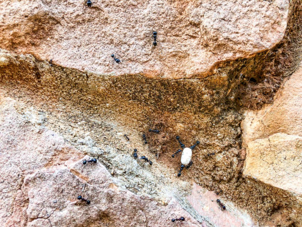istock Close up of natural stone wall. Stone wall texture 974904188